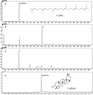 Extraction of Squalene From Tea Leaves (Camellia sinensis) and Its Variations With Leaf Maturity and Tea Cultivar